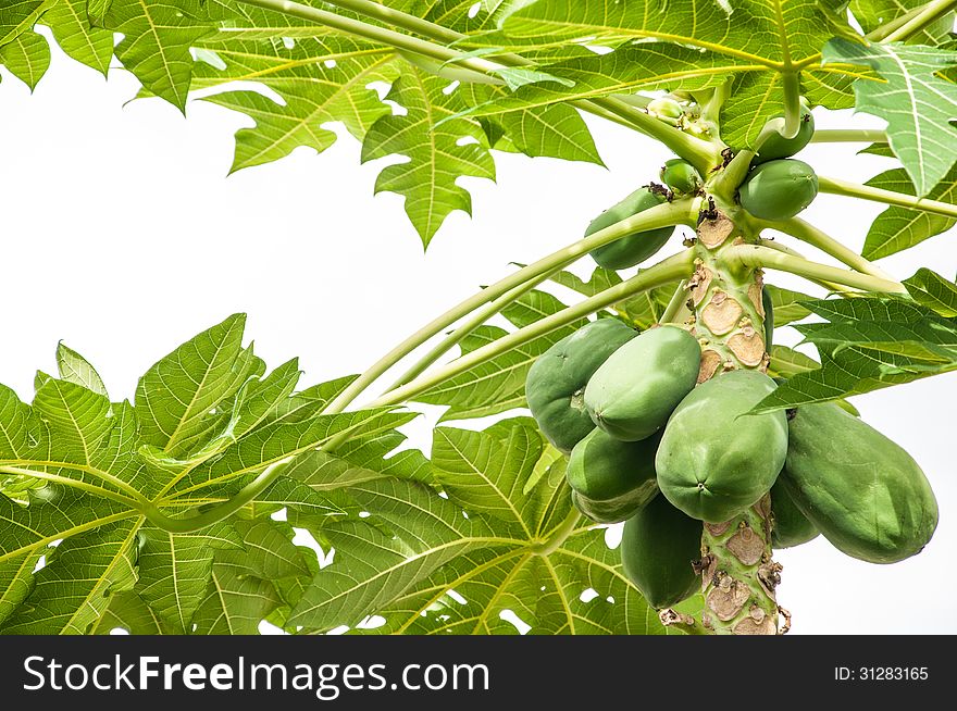 Cultivation papaya and so avilable to food.