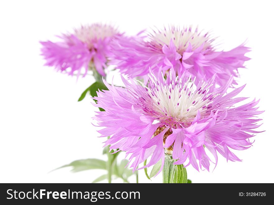 Lilac Flower With Green Leaves