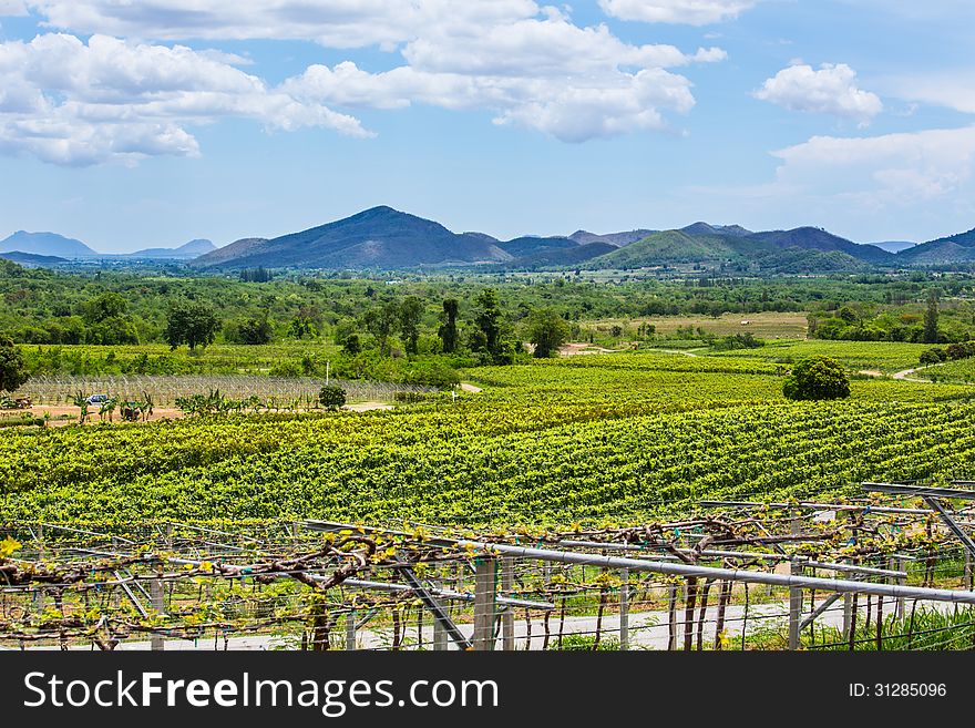 The scenery of vineyard from thailand.