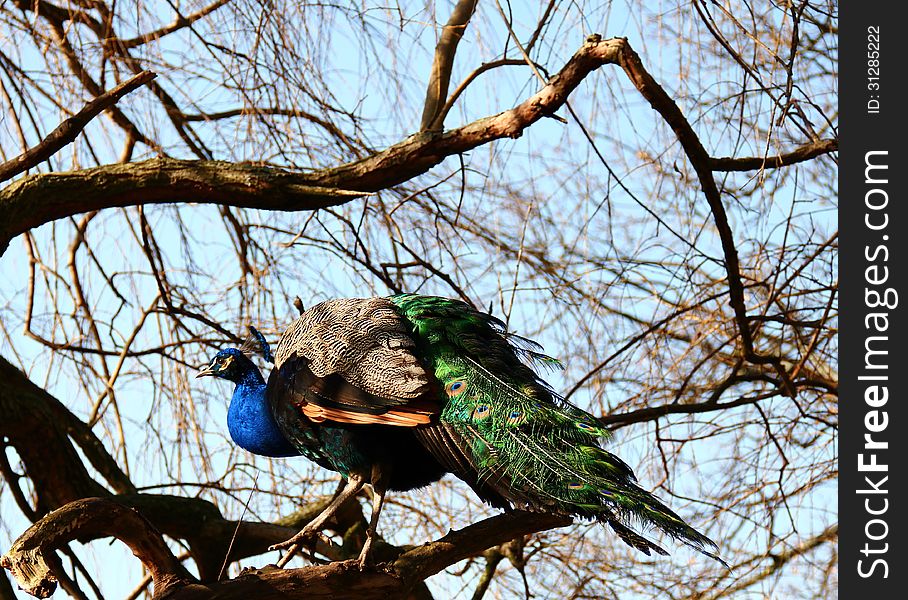 Peacock on the tree