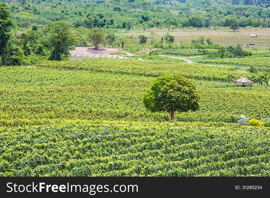 The scenery of vineyard from thailand.