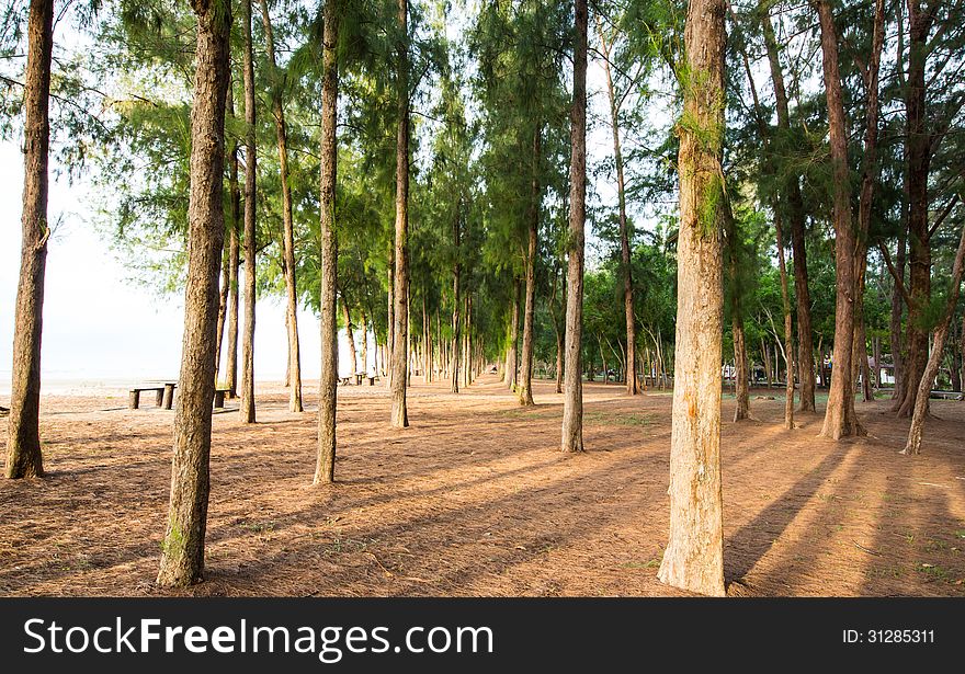 Pine forest with sun shining through the trees.