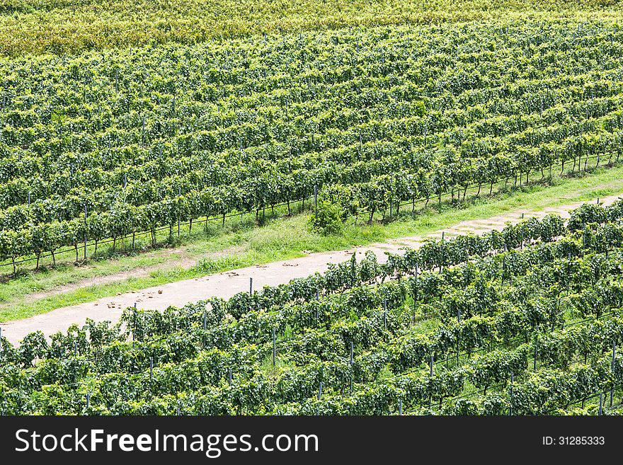 The scenery of vineyard from thailand.