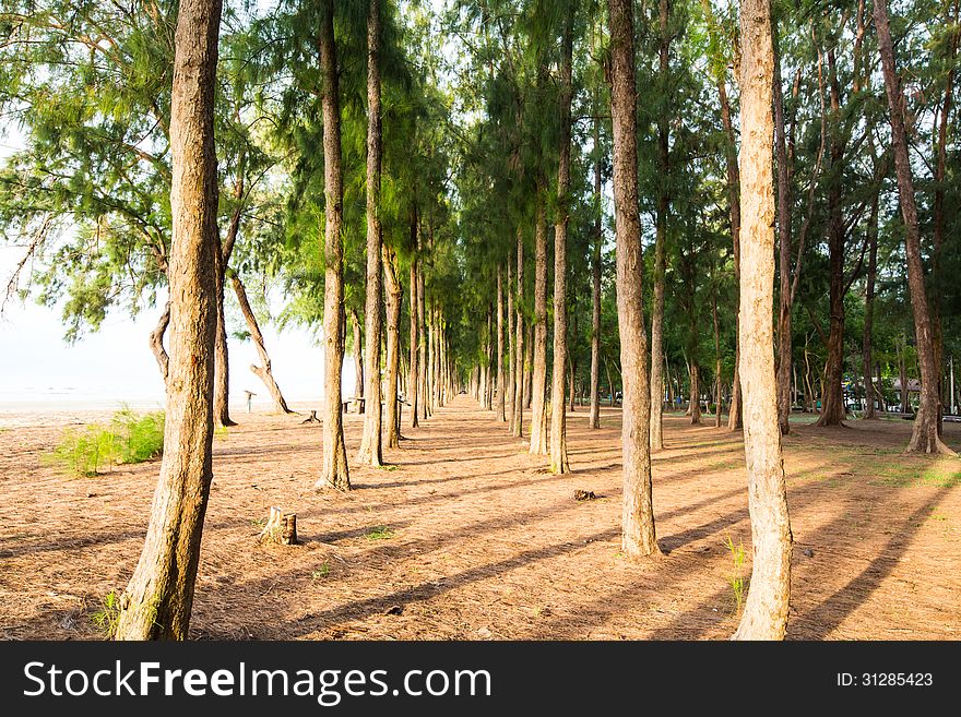 Pine forest with sun shining through the trees.