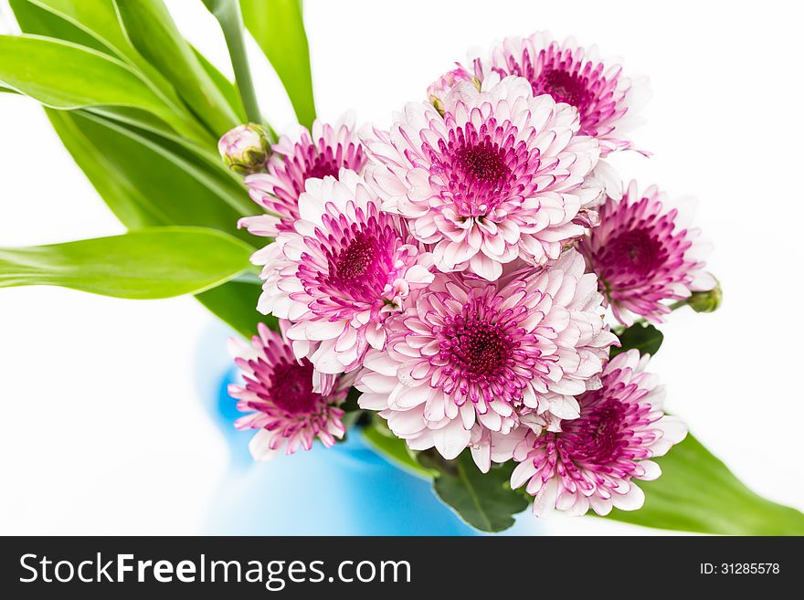 Pink flowers on white background.