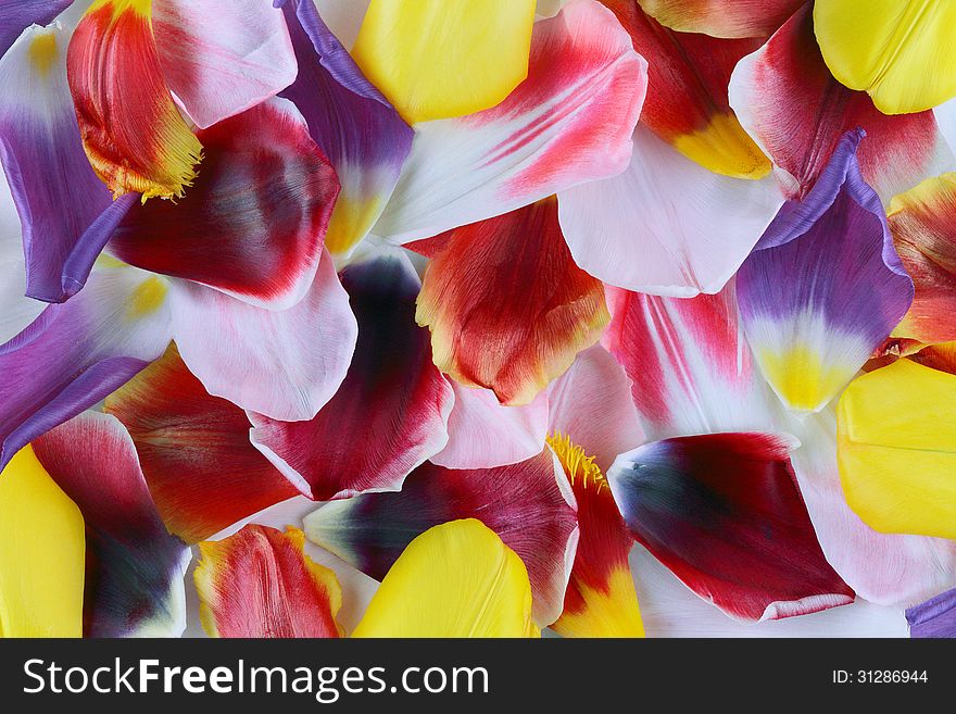 Background of multicolored petals of tulips