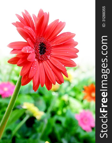 Red gerbera flower