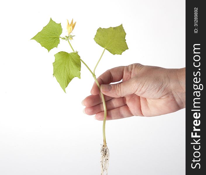 Hand Holding A Wildflower