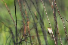 Black-browed Reed Warbler Royalty Free Stock Image Black-browed Reed Warbler Royalty Free Stock Image