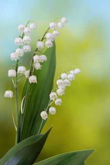 Lily Of The Valley Royalty Free Stock Photography Lily Of The Valley Royalty Free Stock Photography