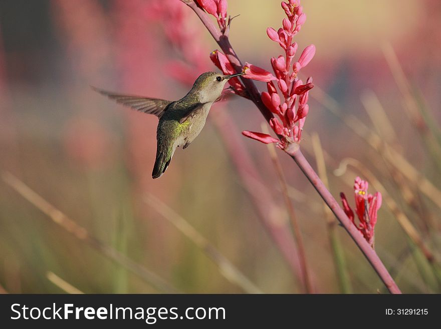 Hummingbird Sweet Delight