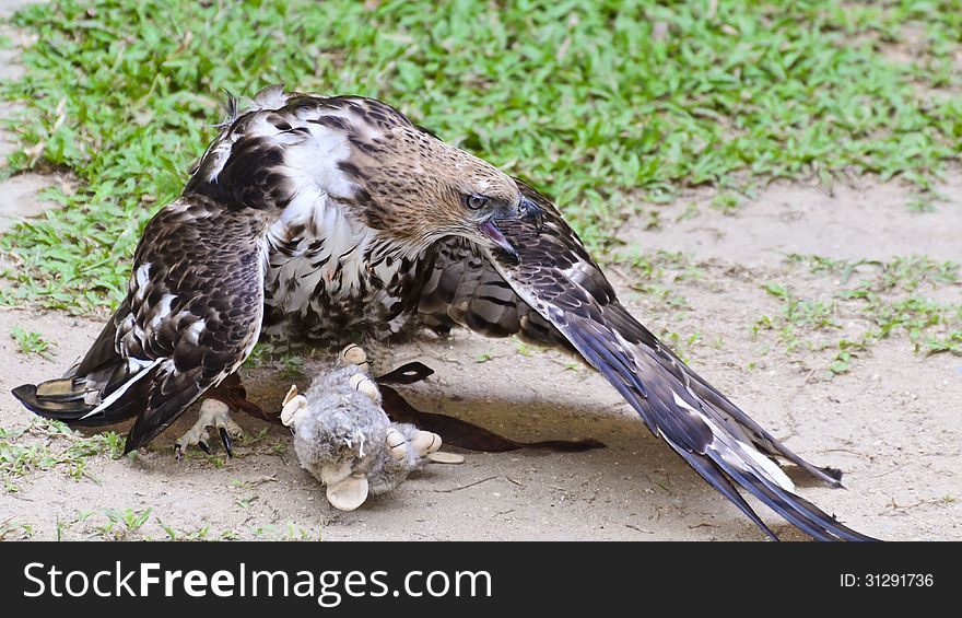 Changeable Hawk Eagle (Nisaetus limnaeetus) , While practicing a stuffed rodent prey, 16:9 widescreen. Changeable Hawk Eagle (Nisaetus limnaeetus) , While practicing a stuffed rodent prey, 16:9 widescreen