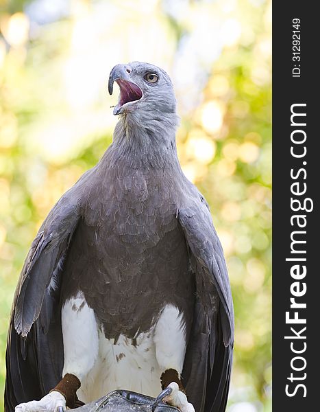 Lesser Fish Eagle &#x28; Ichthyophaga humili &#x29