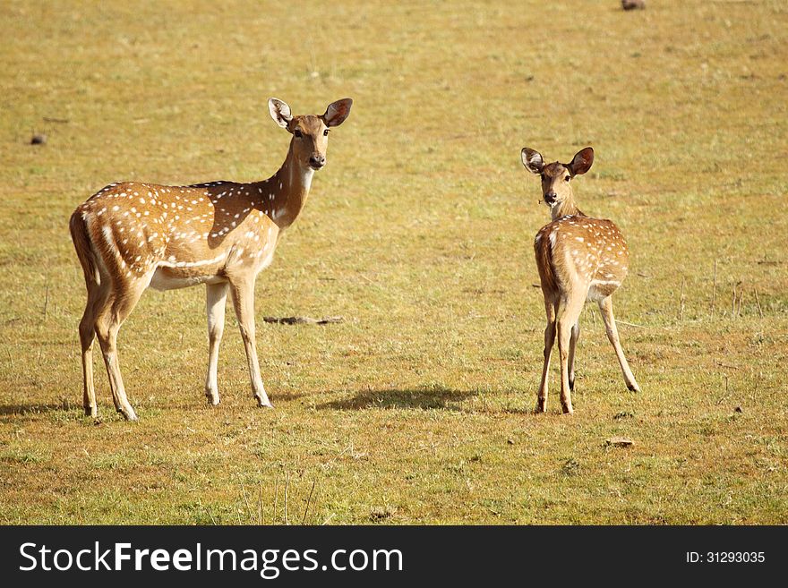 Mother deer with his baby in forest , were looking towards wildlife passengers. Mother deer with his baby in forest , were looking towards wildlife passengers