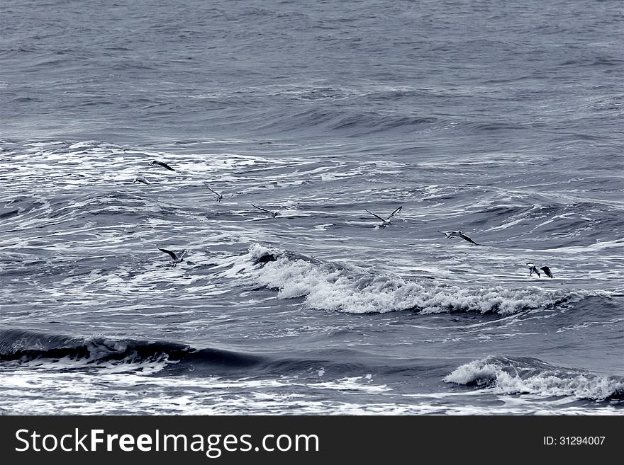 Flock of seagulls flying over the sea in cloudy weather. Flock of seagulls flying over the sea in cloudy weather