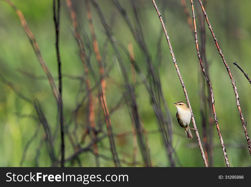 Photographed the co-reed warbler which hold onto the branch in highlands near Mount Fuji in Japan. Photographed the co-reed warbler which hold onto the branch in highlands near Mount Fuji in Japan.