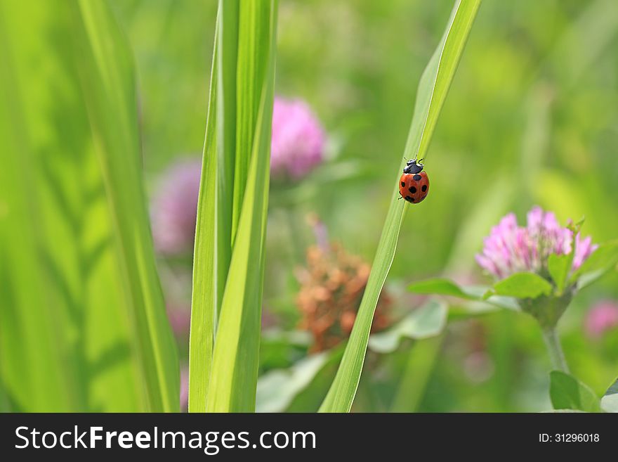 Photographed a ladybug perching on a leaf of the grass. Photographed a ladybug perching on a leaf of the grass