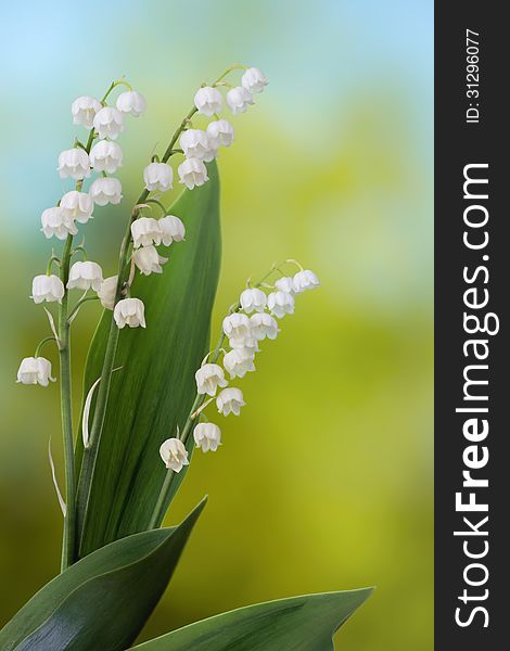 Lily of the valley on green and blue background