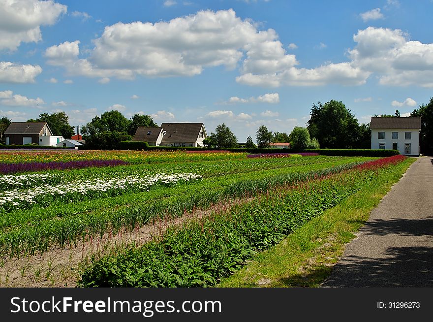 Dutch countryside in the spring