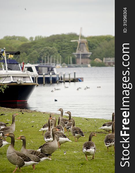 Ducks next to a lake with boats and a windmill in the background