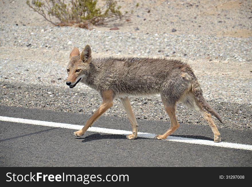 Coyote in Death Valley, California, USA