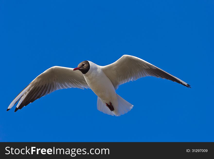 Gull which flies in the sky. Gull which flies in the sky