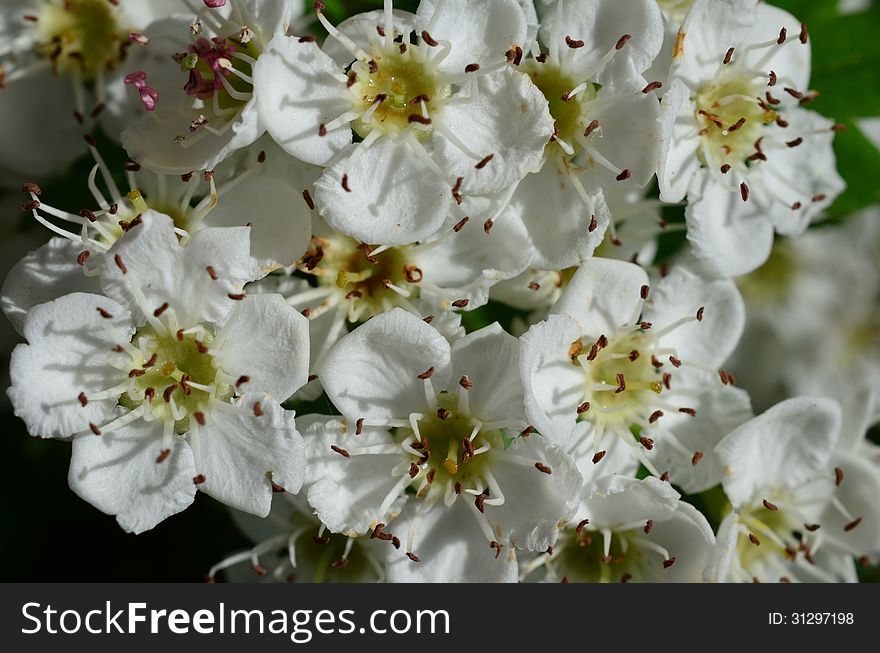 Close up shot - Howthorn flowers background, full frame