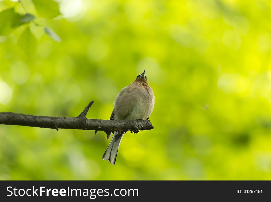 A little bird sitting on a tree branch. A little bird sitting on a tree branch