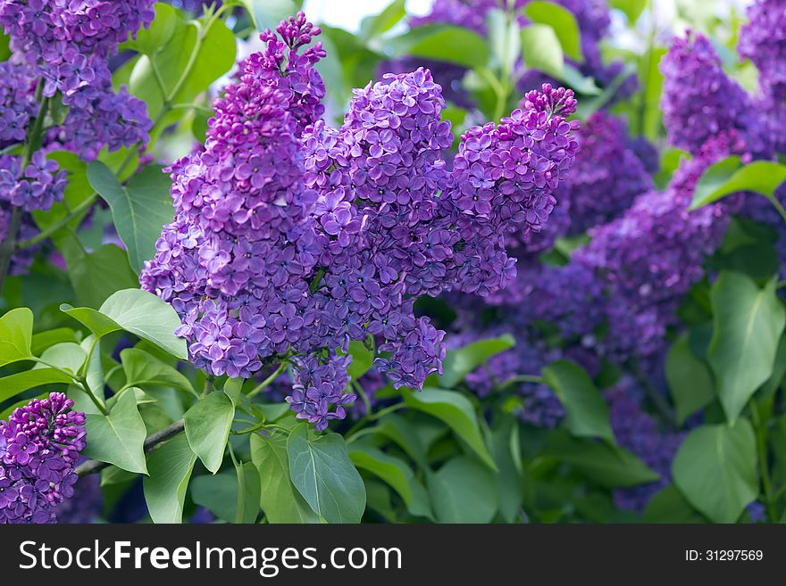Lilacs bloomed in early summer greens
