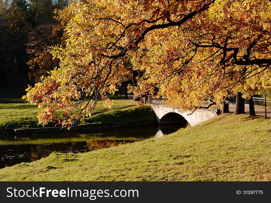 Autumn season and the leaves have turned yellow suddenly