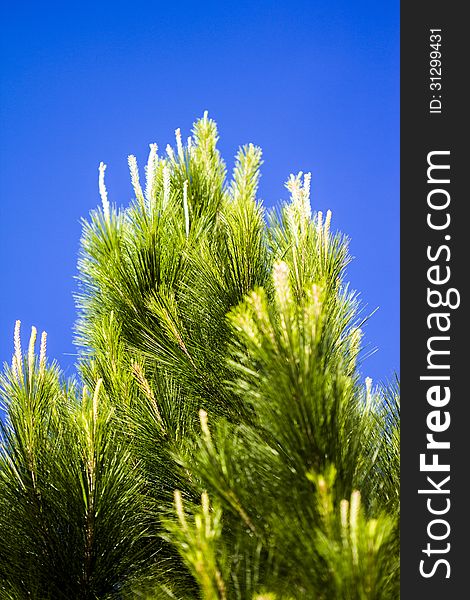 Pinus kesiya, one of gymnosperm plant. Pinus kesiya, one of gymnosperm plant.