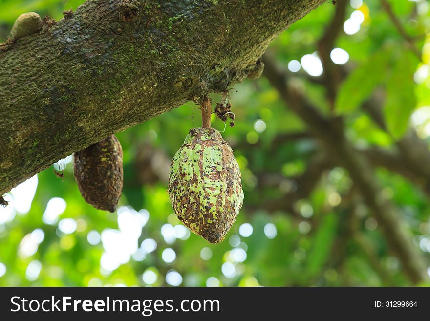 Unripe Cocoa Pod On Tree