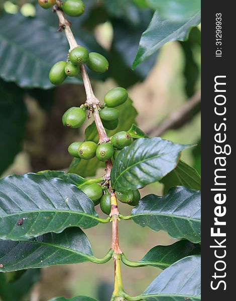 Coffee tree with unripe berries on farm, Indonesia