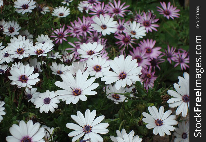 African daisy flower with its beautiful white and lilac petals that beautifies and gives life to the garden