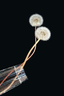 Dandelions Royalty Free Stock Image Dandelions Royalty Free Stock Image