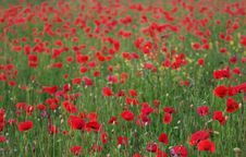 Red Poppies Field Stock Photo Red Poppies Field Stock Photo