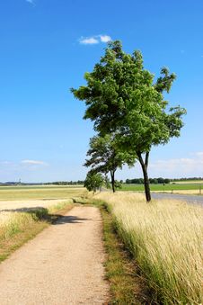Trees Along Road Stock Images