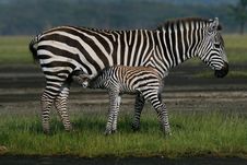 Zebra Foal Nursing Royalty Free Stock Photography Zebra Foal Nursing Royalty Free Stock Photography