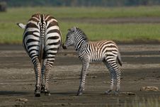 Zebra Foal Stock Photo Zebra Foal Stock Photo
