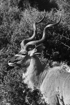 Kudu Ram Profile Royalty Free Stock Photography