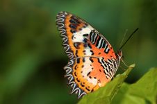 Malay Lacewing Royalty Free Stock Image