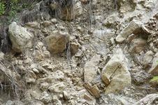 Stripped Roots And Stones Stock Photography Stripped Roots And Stones Stock Photography