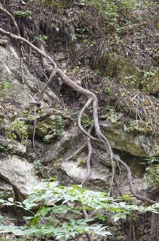 Stripped Roots And Stones Royalty Free Stock Photography Stripped Roots And Stones Royalty Free Stock Photography