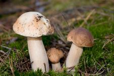 Free Cep In Moss Stock Photo - 3139120