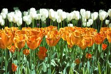 Tulips Royalty Free Stock Photos