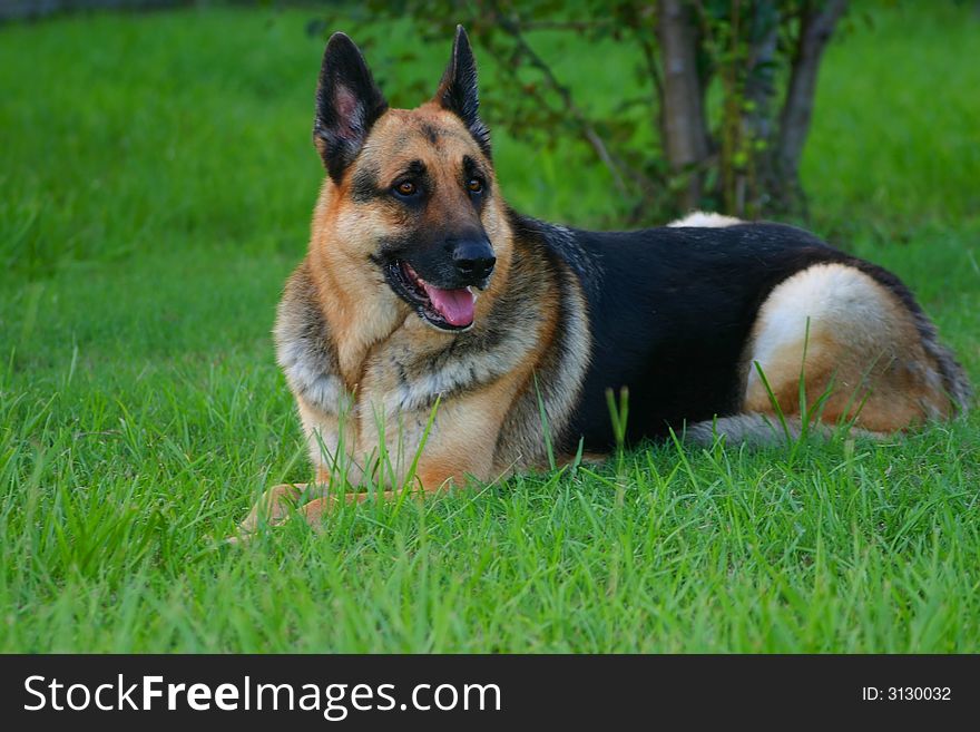 German shepherd laying down in the grass