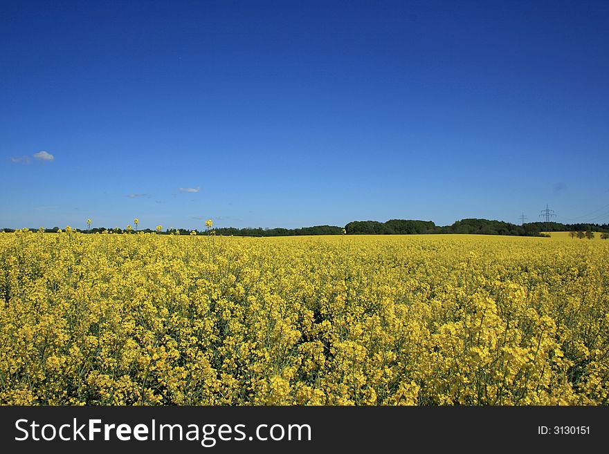 Nice rape field in the summer