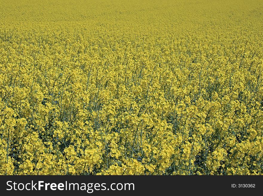 Nice rape field in the summer