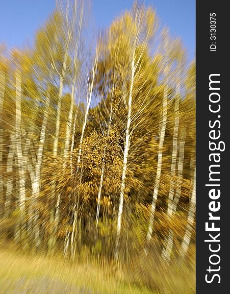 Autumn, colourful and beautiful trees, zooming effect