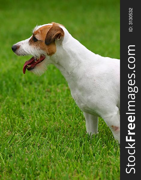 Jack Russell terrier outside in the grass. Jack Russell terrier outside in the grass